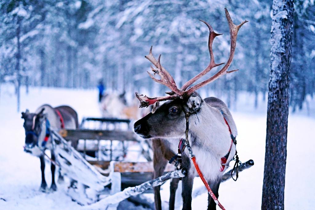 reindeer
