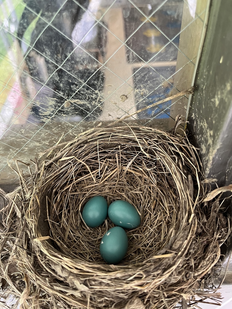 Bird nest w/eggs